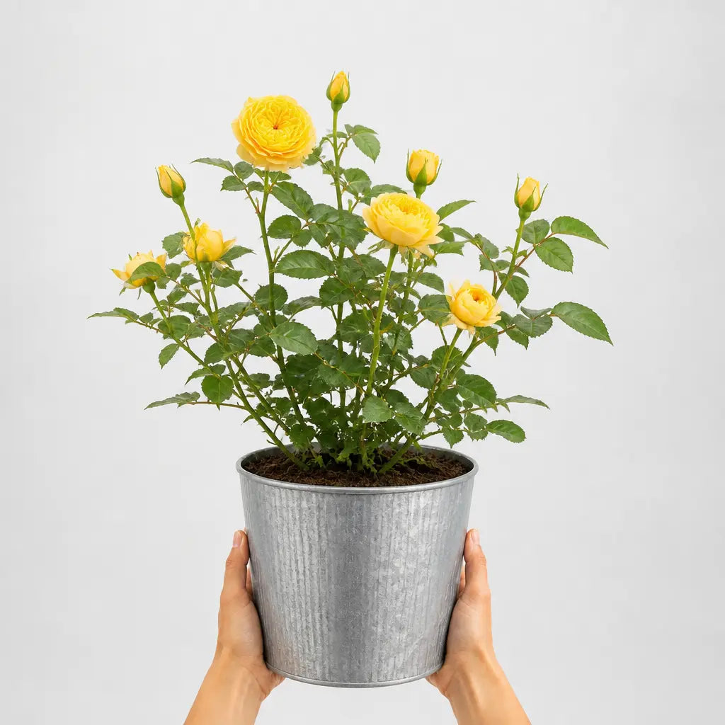 3L Golden Wedding Yellow Rose Bush - Beautiful Flowering Plant Gift Plants By Post