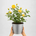 3L Golden Wedding Yellow Rose Bush - Beautiful Flowering Plant Gift Plants By Post