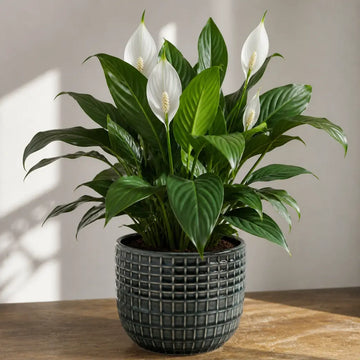 Spathiphyllum Peace Lily – Elegant White Flowers and Glossy Green Indoor Houseplant Plants By Post