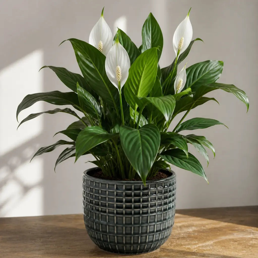 Spathiphyllum Peace Lily – Elegant White Flowers and Glossy Green Indoor Houseplant Plants By Post