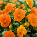 Viola Sorbet Deep Orange 9 Pack × 2 Spring & Autumn Bedding Plants Plants By Post