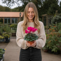 Cyclamen Deep Rose 10.5cm Pot Pack of 3 & 6 Flowering Outdoor Plants Plants By Post