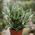 Mini Olive Bush in 15cm Pot