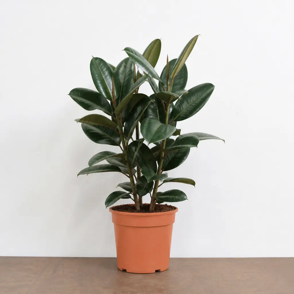 Ficus Robusta Rubber Plant 17cm Pot – Easy Care Indoor Houseplant Plants By Post
