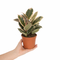 Nursery Pot
