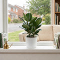 Ficus Robusta Rubber Plant – Elegant Glossy Green Foliage Indoor Houseplant Plants By Post