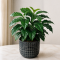 Coffee Arabica – Indoor Coffee Plant for Home & Office (12cm Pot) Plants By Post