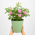 3L Mum In A Million Pink Rose Bush - Beautiful Flowering Plant Gift Plants By Post