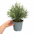 3L Bush Olive Indoor & Outdoor Evergreen