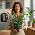 Phlebodium Blue Star Fern – Elegant Blue-Green Foliage Indoor Houseplant Plants By Post