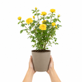 3L Yellow Patio Rose Outdoor Flowering Plant in Decorative Pot