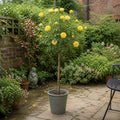 7.5L Standard Rose Tree Yellow 100-110cm | Elegant Flowering Garden Rose Plant Plants By Post
