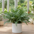 Phlebodium Blue Star Fern – Elegant Blue-Green Foliage Indoor Houseplant Plants By Post