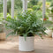 Sofia Glossy White Ceramic