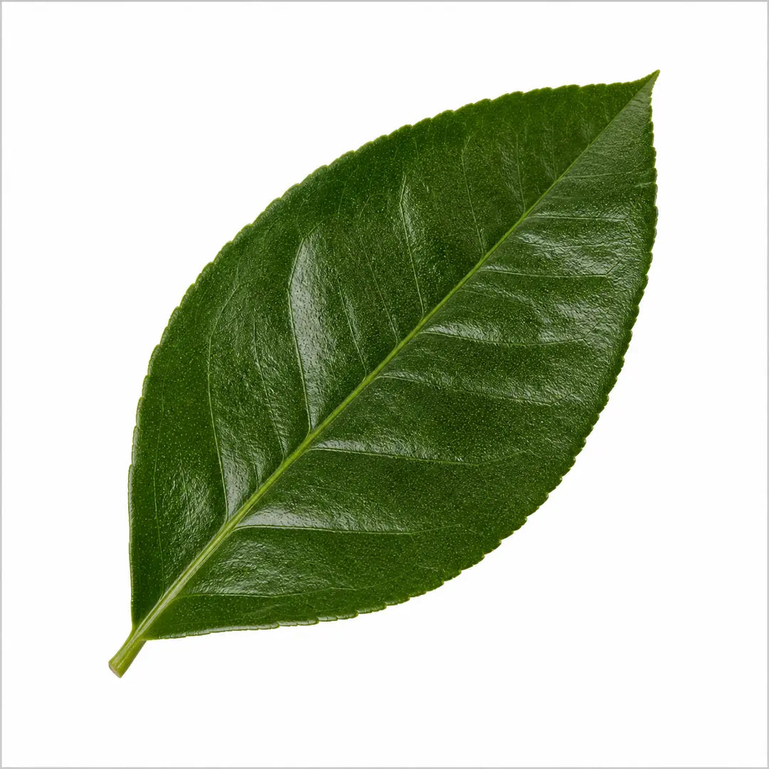 5L Meyer Lemon Tree 80/90cm Indoor & Outdoor Citrus Tree in Pot Plants By Post
