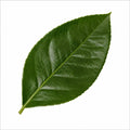 5L Meyer Lemon Tree 80/90cm Indoor & Outdoor Citrus Tree in Pot Plants By Post