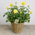 5L Rose Anniversary Wishes Yellow Rose Bush | Beautiful Flowering Garden Plant Plants By Post