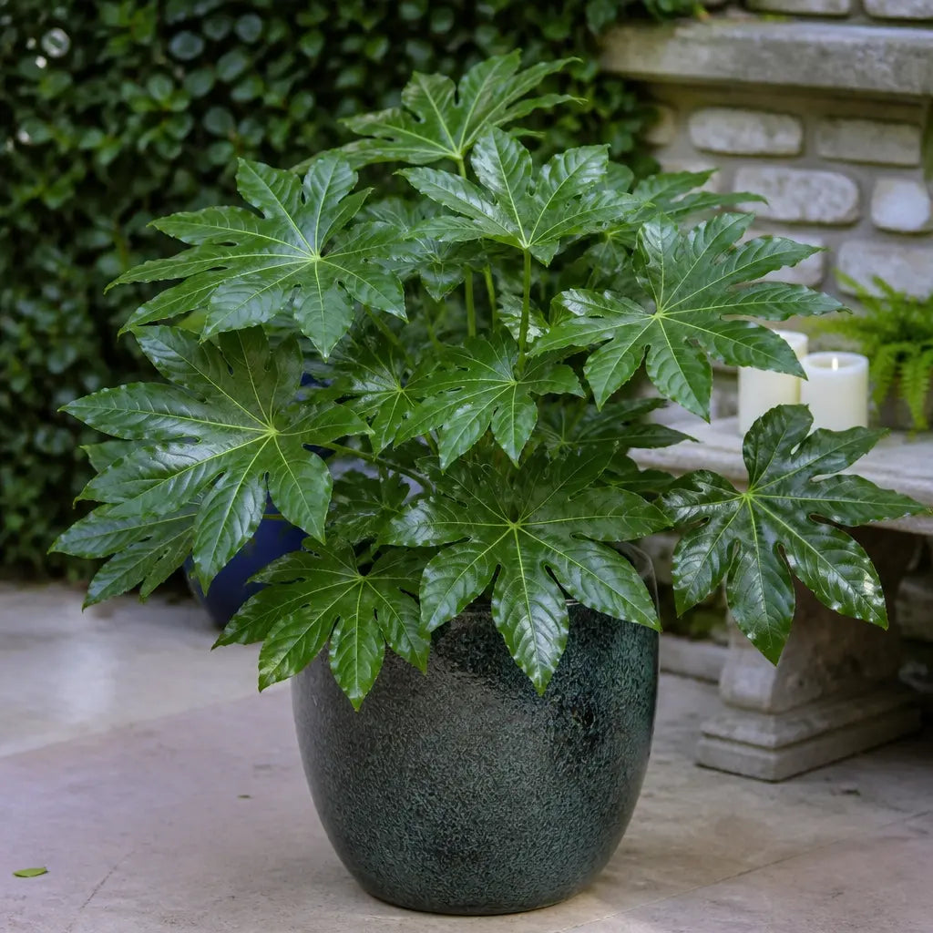 Fatsia Paper Plant 19cm Pot – Large Easy Care Indoor Houseplant Plants By Post