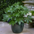 Fatsia Paper Plant 19cm Pot – Large Easy Care Indoor Houseplant Plants By Post