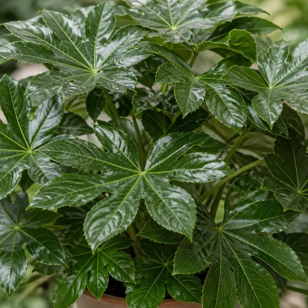 Fatsia Paper Plant – Large Glossy Green Foliage Evergreen Indoor and Outdoor Plant Plants By Post