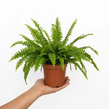 Boston Fern in White Ceramic Pot 12cm – Air-Purifying Gift for Plant Lovers Plants By Post UK