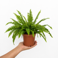 Boston Fern in White Ceramic Pot 12cm – Air-Purifying Gift for Plant Lovers