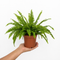 Nursery Pot