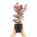 3L Red Leaf Acer Outdoor Patio Tree in Pot for Garden