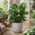 Ficus Moclame Indian Laurel Fig 5L – Glossy Green Indoor Houseplant Plants By Post