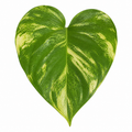 Epipremnum Aureum – Golden Pothos Devil’s Ivy Houseplant in 12cm Pot Plants By Post UK