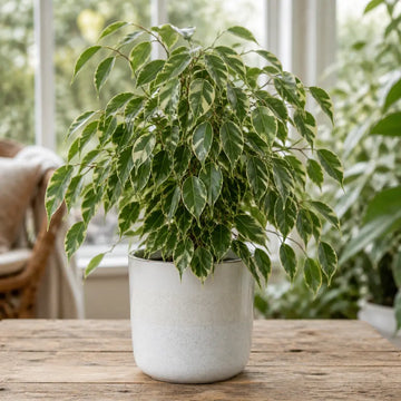 Ficus Twilight Weeping Fig 5L – Variegated Indoor Houseplant Plants By Post