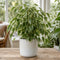 White Stoneware Pot