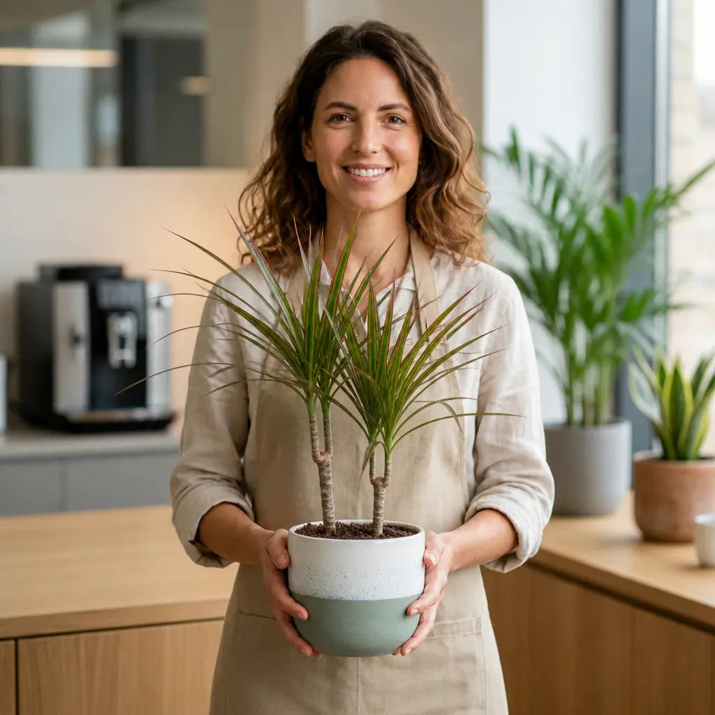 Dracaena Marginata 3 Stem Dragon Tree – Elegant Architectural Tropical Indoor Houseplant Plants By Post