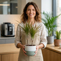 Dracaena Marginata 3 Stem Dragon Tree – Elegant Architectural Tropical Indoor Houseplant Plants By Post