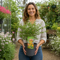 3L Acer Green Leaf in Pot Outdoor Tree for Patio & Garden