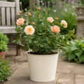 5L Rose Many Happy Returns Peach Rose Bush - Beautiful Flowering Garden Plant Plants By Post