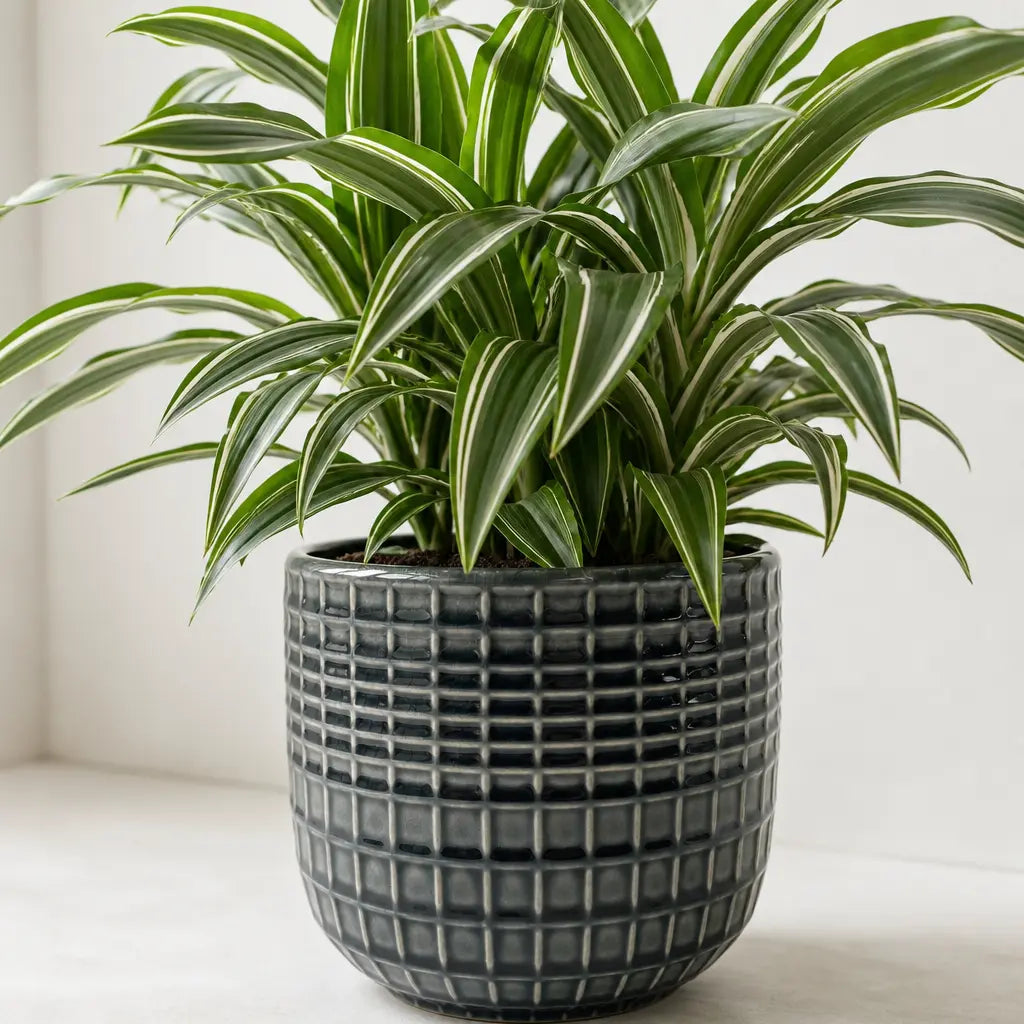 Dracaena White Jewel Dragon Tree – Elegant White and Green Variegated Indoor Houseplant Plants By Post