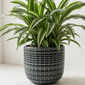 Dracaena White Jewel Dragon Tree – Elegant White and Green Variegated Indoor Houseplant Plants By Post