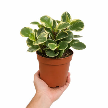Peperomia Obtusifolia Variegated Radiator Plant 12cm Pot Plants By Post