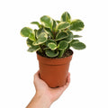 Peperomia Obtusifolia Variegated Radiator Plant 12cm Pot Plants By Post