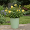 5L Rose Anniversary Wishes Yellow Rose Bush | Beautiful Flowering Garden Plant Plants By Post