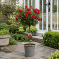 7.5L Standard Rose Tree Red 100-110cm - Classic Flowering Garden Rose Plant Plants By Post