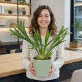 Platycerium Bifurcatum Staghorn Fern – Unique Antler-Shaped Foliage Indoor Houseplant Plants By Post