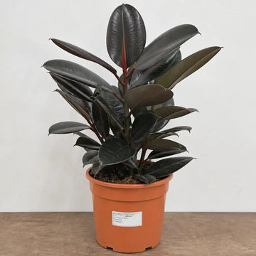 Ficus Abidjan Rubber Plant 21cm Pot – Large Indoor Houseplant Plants By Post