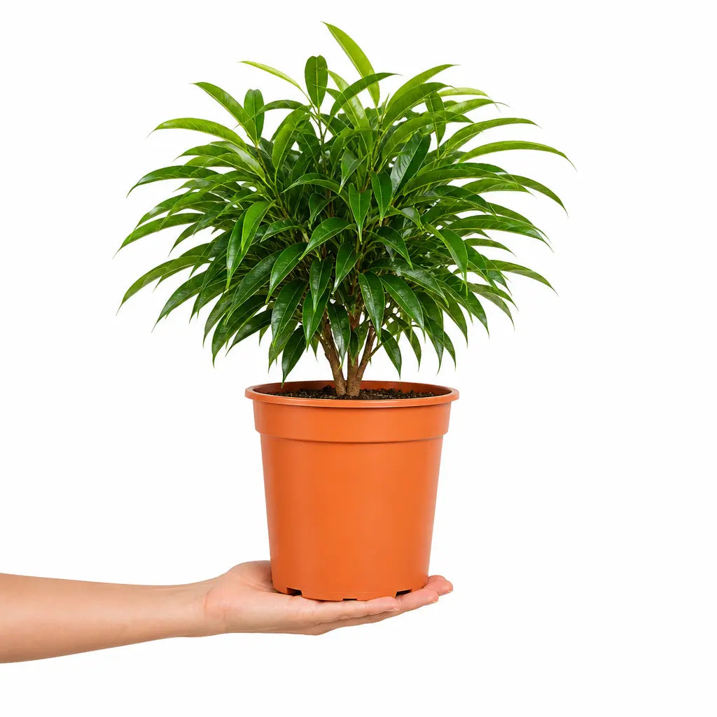 Ficus Binnendijks Narrow Leaf Fig 21cm Pot – Large Indoor Houseplant Plants By Post