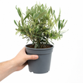 Mini Olive Bush in 15cm Pot
