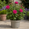 5L Rose Let's Celebrate Dark Pink Rose Bush | Beautiful Flowering Garden Plant Plants By Post