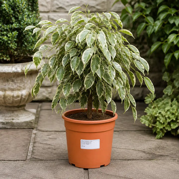 Ficus Twilight Weeping Fig 21cm Pot – Large Indoor Houseplant Plants By Post
