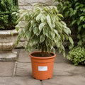 Ficus Twilight Weeping Fig 21cm Pot – Large Indoor Houseplant Plants By Post