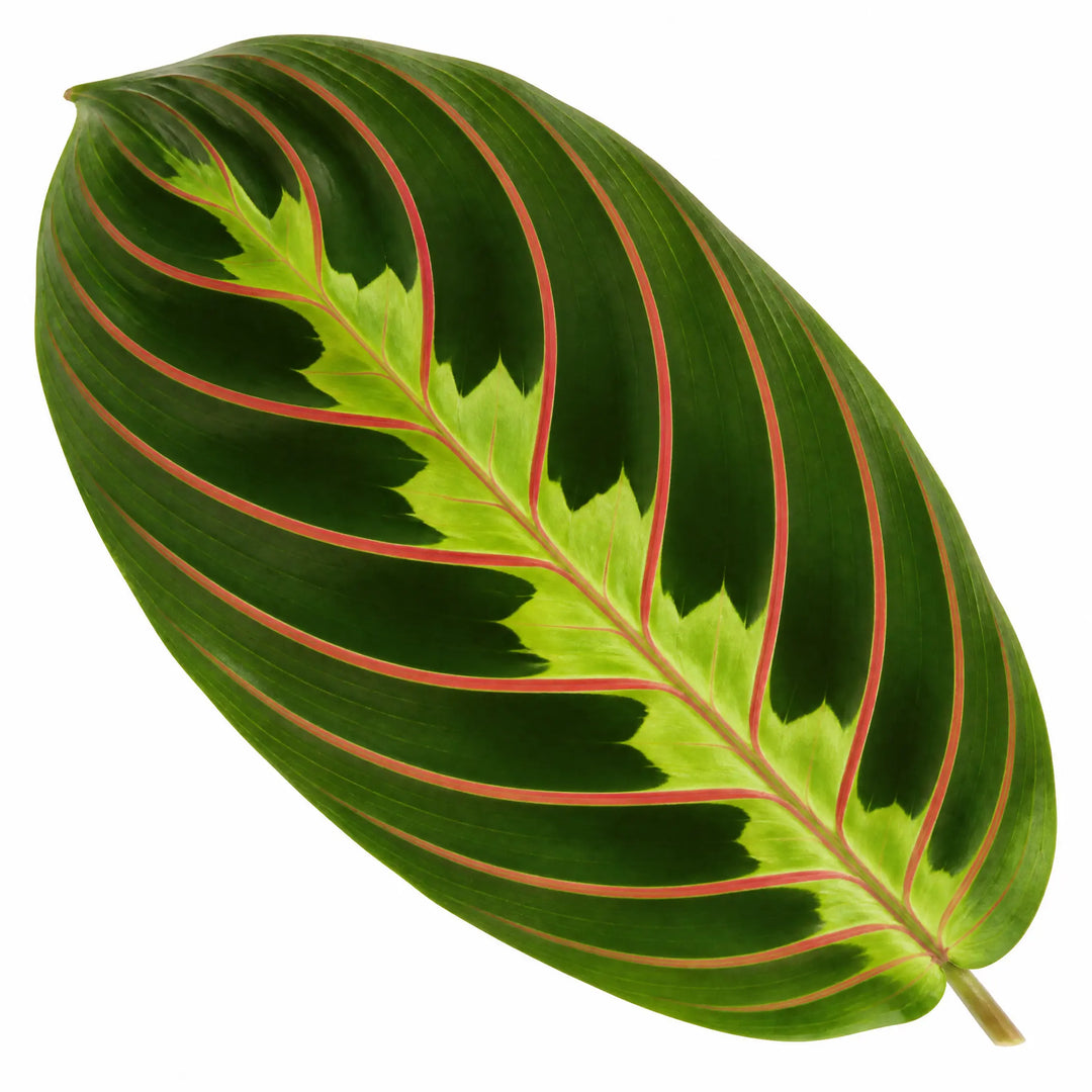 Maranta Leuconeura Prayer Plant 12cm - Beautiful Tricolour Indoor Foliage Plants By Post
